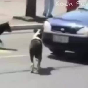 @afroqueenb The End  #funny #funnyvideos #animals #viral #pet #dog #cat #wee #ha…