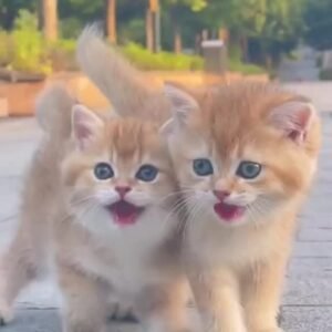 @ansarvx #cat #catsoftiktok #catsvideo #foryoupage #trending #foryou  …