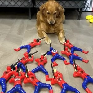 @a_golden_fam His Face: this is Boring #goldenretrieverlife #funny #dogsoftiktok…